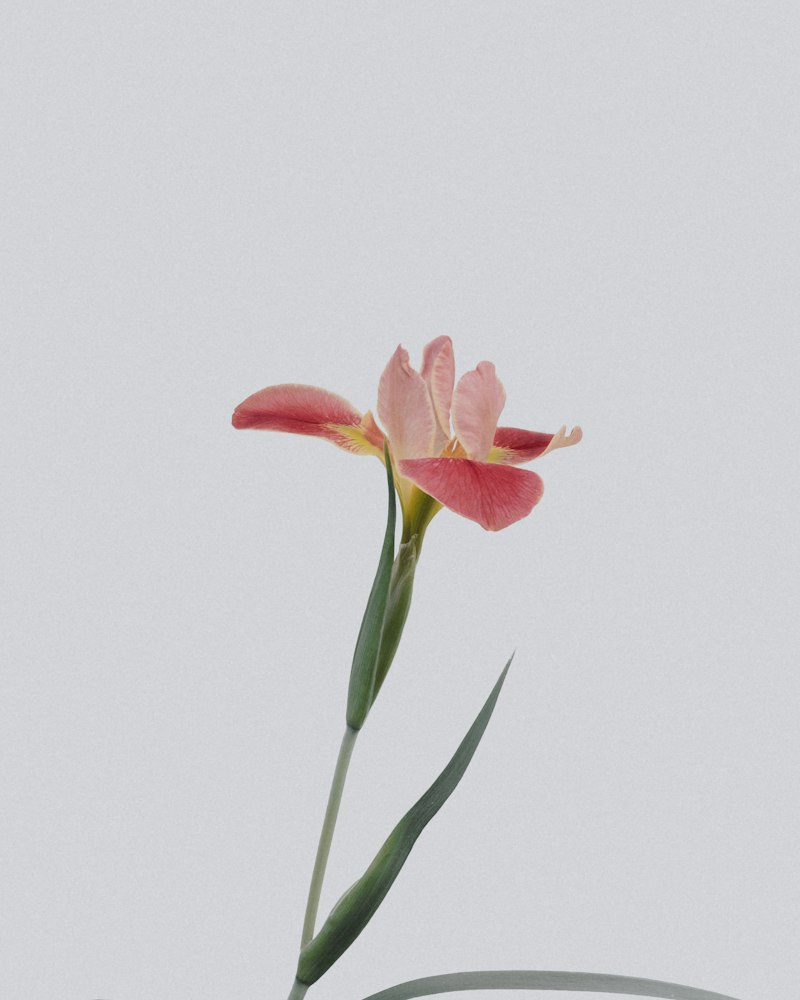 ورد مقطوع